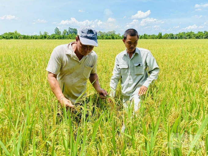 Sản xuất lúa theo hướng hữu cơ tại HTX nông nghiệp Tân Bình, huyện Thanh Bình (Đồng Tháp). Ảnh: Lê Hoàng Vũ.