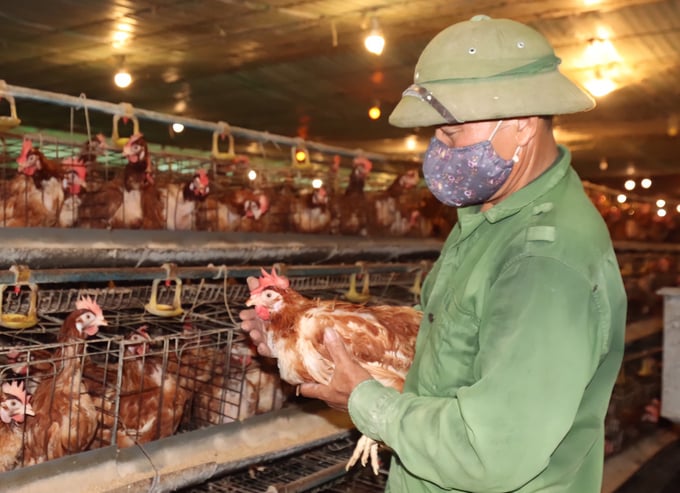 Trang trại chăn nuôi gà của anh Nguyễn Văn Nguyên (SN 1976), ở thôn Bàu Am, xã Lưu Vĩnh Sơn, huyện Thạch Hà, Hà Tĩnh 'khai sinh' năm 2018, trên diện tích gần 3 ha.