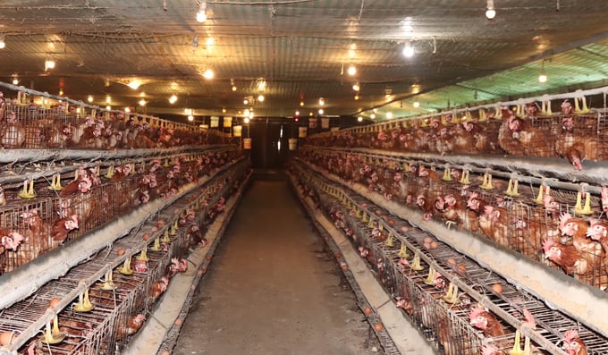 Đến thời điểm này, anh Nguyên đã đầu tư vào trang trại hơn 5 tỷ đồng, xây dựng quy trình nuôi khép kín 13.000 con gà, trong đó có hơn 8.000 gà siêu đẻ trứng Isa Brown - giống gà có nguồn gốc từ Indonesia.
