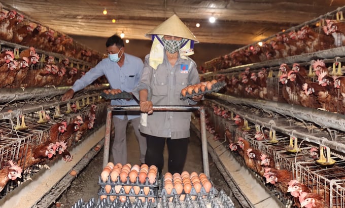 Giống gà Isa Brown chỉ nuôi khai thác đẻ trứng trong vòng 1 năm, sau đó tiến hành loại thải để nuôi lứa mới. Gà 'thải' được anh bán ra thị trường với giá khoảng 50.000 - 55.000 đồng/kg.