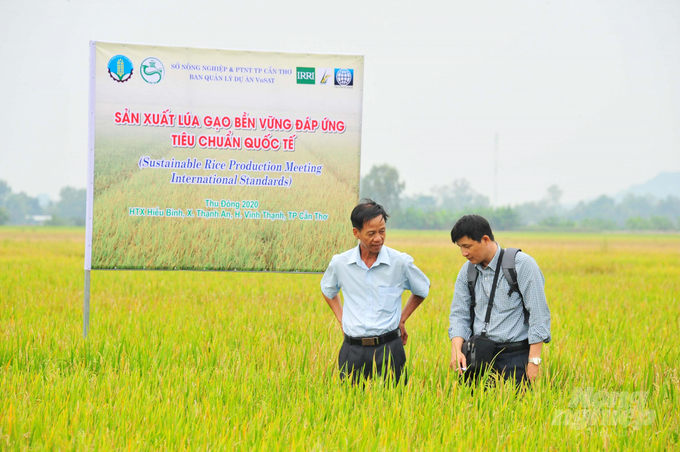 The MSVC project has helped over 10,000 smallholder farmers in the Mekong Delta improve their farming practices and boost rice quality. Photo: Le Hoang Vu.