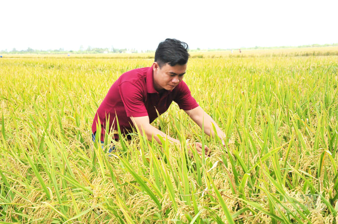 The Ministry of Agriculture and Rural Development wants to expand the MSVC project to many provinces in the Mekong Delta and the entire country afterwards. Photo: Le Hoang Vu.