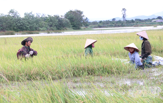 Nước ngập gần đến lưng, người dân phải dầm mình để cắt phần bông nhô lên cao. Do việc gặt thủ công nên diện tích thu hoạch không nhiều.