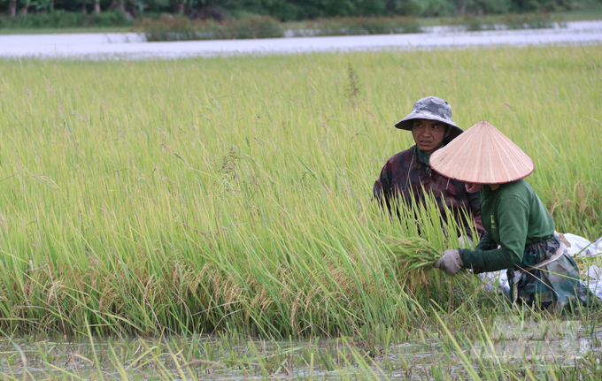 Người dân với phương châm 'xanh nhà hơn già đồng' nên đã nhờ hàng xóm tất bật thu hoạch lúa, mong vớt vác được sau mùa vụ liên tiếp bị thiên tai.