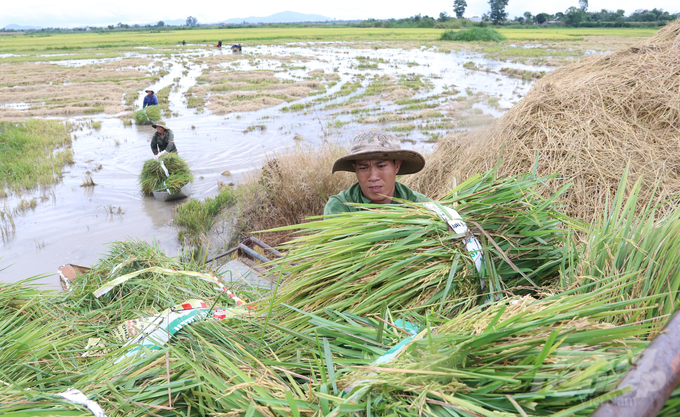 Những bông lúa chỉ chín hơn 60% được người dân thu hoạch đưa về nhà thuê máy tuốt. 'Xanh cũng phải gặt về nhà chứ để ngoài đồng đến ngày mai coi như mất trắng. Năm nay thời tiết không thuận lợi, gia đình đã bỏ 4 lần giống vì ngập', anh Nguyễn Văn Tuấn (ngụ xã Ea Kly) nói.