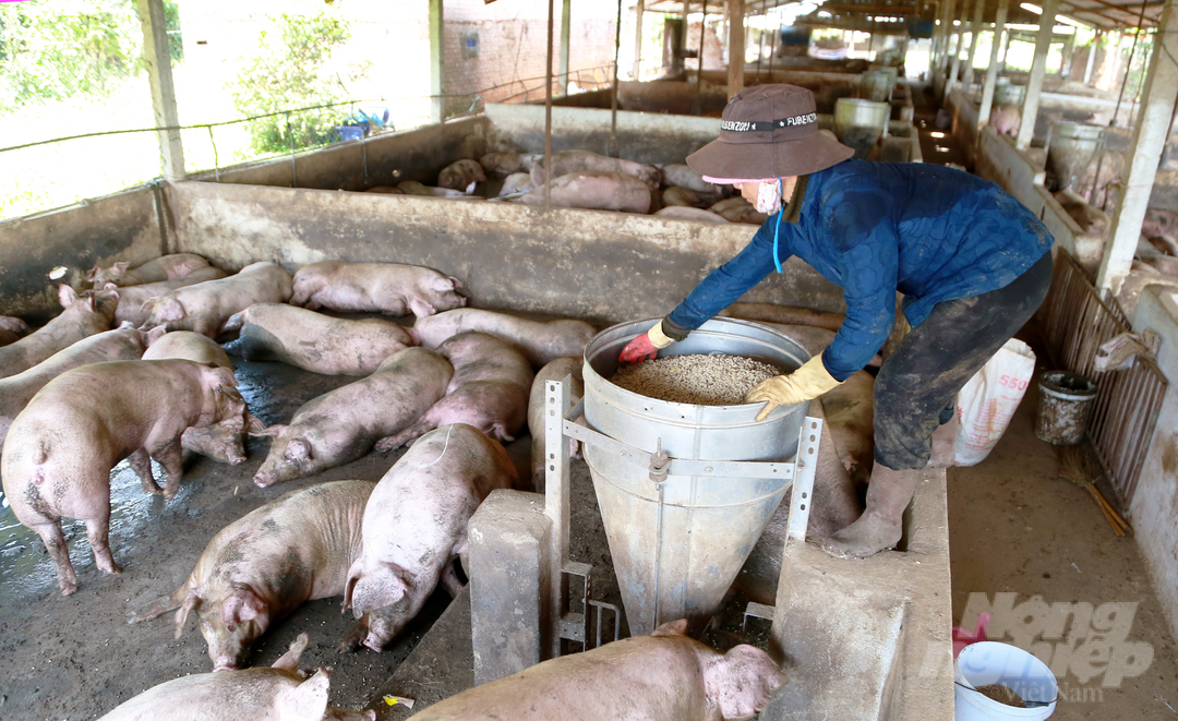 Hiện đàn lợn tại tỉnh Lâm Đồng có xu hướng tăng do người chăn nuôi đầu tư tái đàn để chuẩn bị sản phẩm cung ứng cho thị trường dịp cuối năm. Ảnh: Minh Hậu.