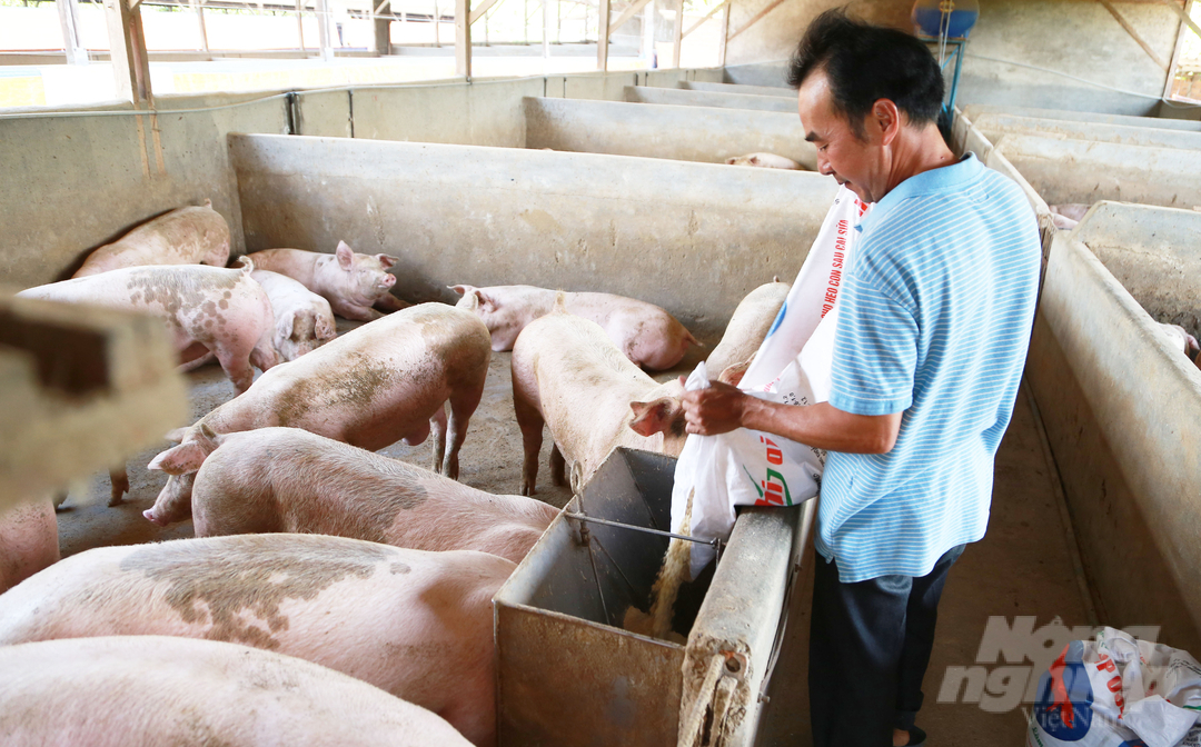 Để phát triển ổn định, nâng cao giá trị, tỉnh Lâm Đồng đã xây dựng các chuỗi liên kết sản xuất gắn với tiêu thụ sản phẩm chăn nuôi. Ảnh: Minh Hậu.