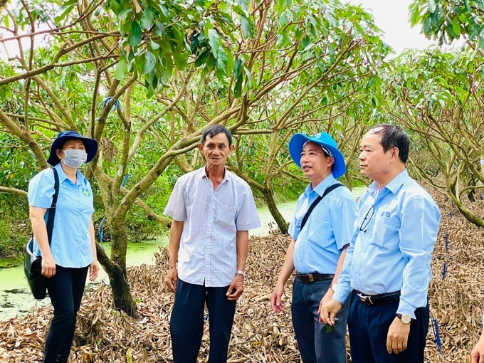 Mô hình trình diễn sản xuất nhãn Idor an toàn tại HTX Nhãn Nhơn Nghĩa được thực hiện dưới sự hỗ trợ của Chi cục Trồng trọt và BVTV TP Cần Thơ và Công ty CP Bảo vệ thực vật Sài Gòn. Ảnh: Lê Hoàng Vũ.