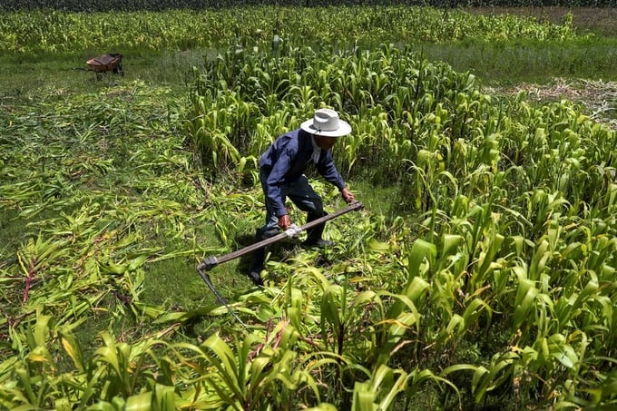 A small grain farmer cuts corn plants on his farm at La Constitucion Totoltepec neighbourhood, in Toluca, Mexico, August 3, 2022. Photo: REUTERS/Edgard Garrido