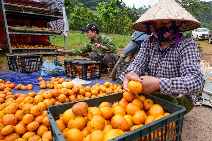 Thu hoạch cam tại vườn trồng theo hướng hữu cơ tại Tân Lạc, Hòa Bình.