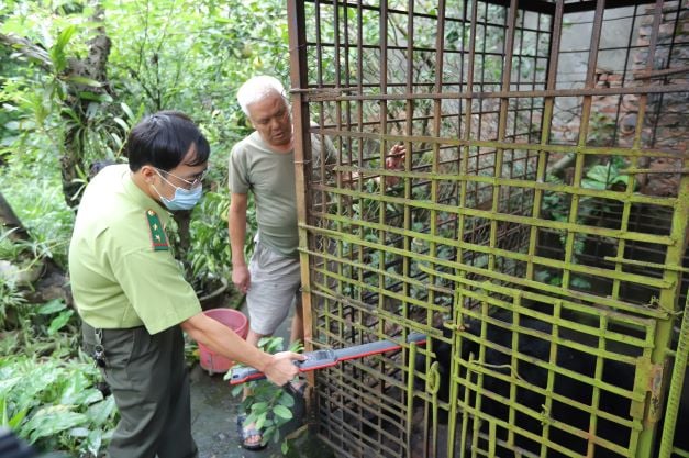 The Hanoi Forest Protection Department checks bear chips in the witness of bear owners. Photo: AAF.