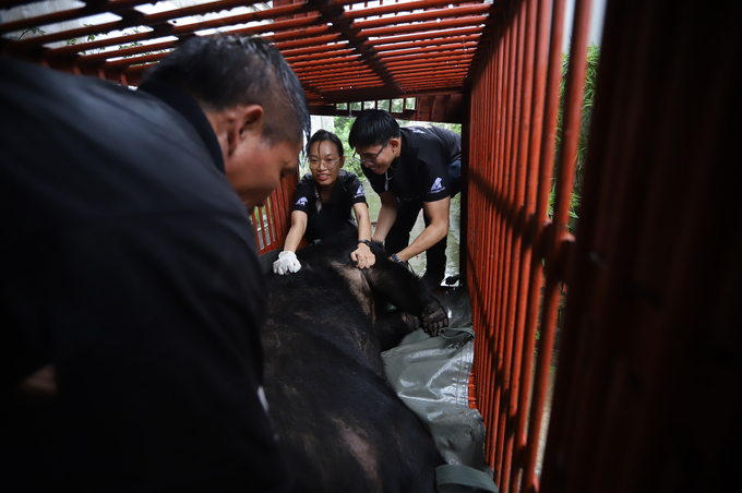 Animals Asia’s staff take the bear into the transport cage. Photo: AAF.