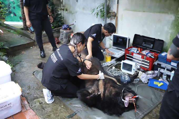 The bear gets a quick health check and ultrasound at the rescue scene. Photo: AAF