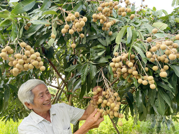 Can Tho farmers grow longan organically to facilitate output and increase profits. Photo: Le Hoang Vu.