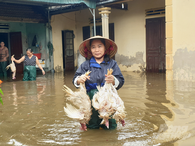 'Hiện tại nước đang ngập trắng nên chưa thể thống kê hết thiệt hại nhưng hoa màu, thủy sản, trang trại chăn nuôi… mất rất nhiều', ông Nguyễn Xuân Dinh, Phó Chủ tịch UBND huyện Quỳnh Lưu nhấn mạnh.