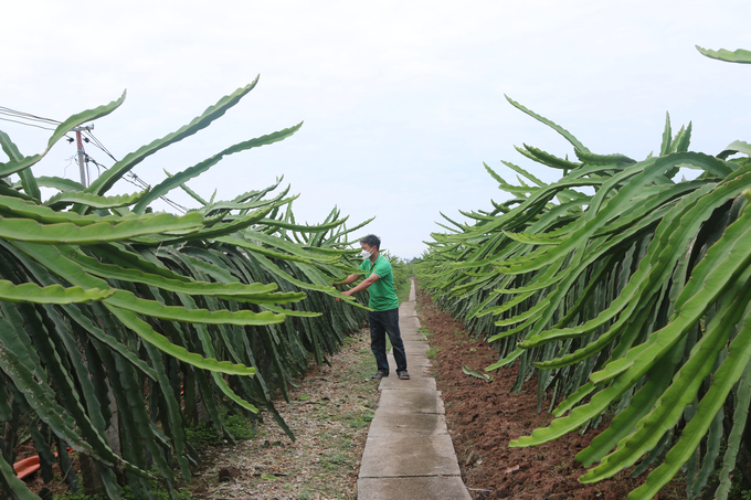 Trồng thanh long hướng hữu cơ tại xã Bát Trang, huyện An Lão. Ảnh: Đinh Mười.