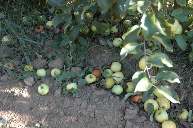 -IAEA-Louise-Potterton---Fallen-apples-rotting-on-the-ground