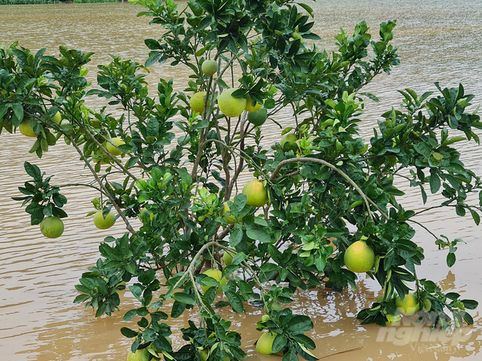 Nhiều diện tích cây ăn quả bị nước lũ nhấn chìm. Ảnh: Việt Khánh.