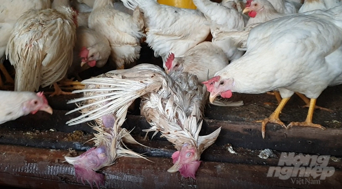 Gia đình chị Thoa nuôi 630 con gà đẻ nhưng lũ ùn ùn đổ xuống từ đêm 29/9 đã 'nuốt' gần 200 con gà của gia đình, ước thiệt hại hơn 40 triệu đồng.