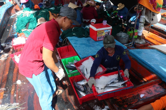 Khanh Hoa fishermen have been made aware of the EC's yellow card. Photo: KS.