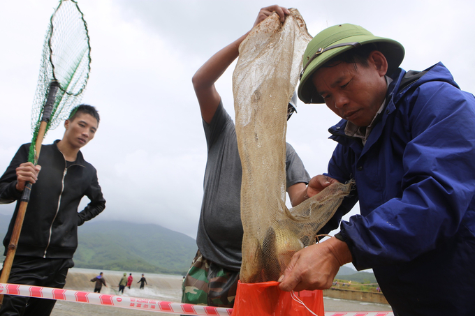 Theo ghi nhận trong 2 ngày 29 – 30/9, mỗi ngày người dân bắt được hàng tạ cá, chủ yếu là cá tự nhiên như cá gáy, mè, trắm...