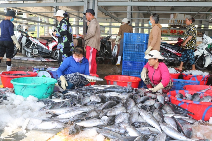 Tàu cập cảng bán cá tại cảng cá Hòn Rớ, TP. Nha Trang. Ảnh: KS.
