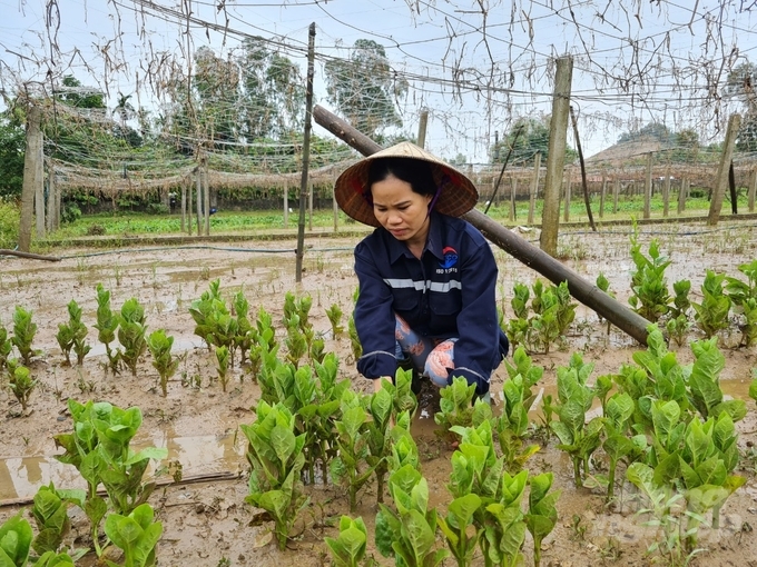 Chị Đậu Thị Thu xót xa kiểm tra lại vườn rau ngập úng. Ảnh: Việt Khánh.