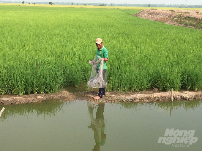 For the model of two rice crops - one fish crop, the average total profit reached over 57 million dong per hectare every year. Namely, the rice production yielded a profit of over 52 million dong/hectare and fish production yielded 5 million dong/hectare. Photo: Trong Linh.