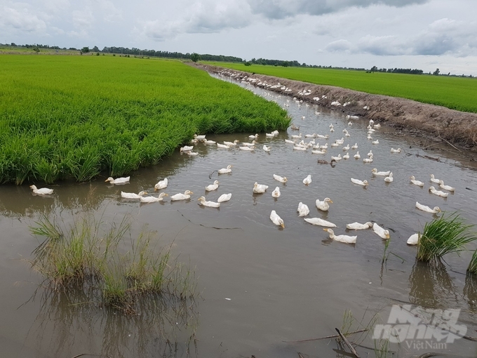 The two rice and duck crops - one fish crop model yielded extremely positive effects among the sub-project models. Photo: Trong Linh.