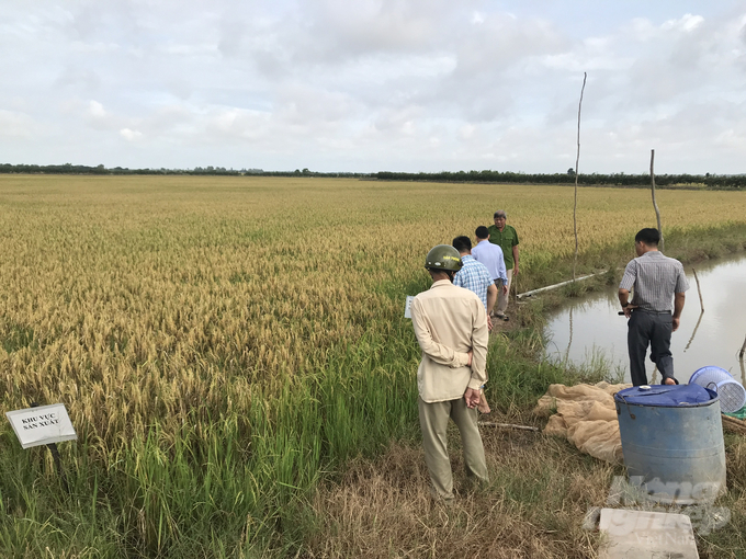 The models within the project have yielded high profits due to the reduction in the amount of seeds, chemical fertilizers, and pesticides. Photo: Trong Linh.