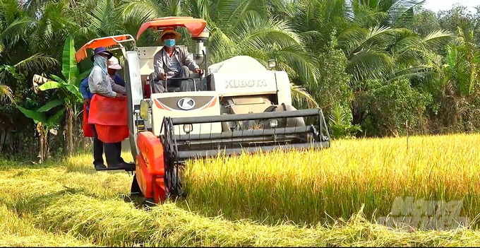 Lúa gạo là ngành hàng chiếm 48% lượng phát thải khí nhà kính và hơn 75% lượng khí thải mê-tan của ngành nông nghiệp. Ảnh: Kim Anh.