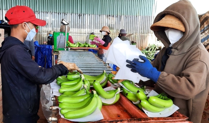 Banana is a crop that brings high economic efficiency and export turnover to Gia Lai agriculture.