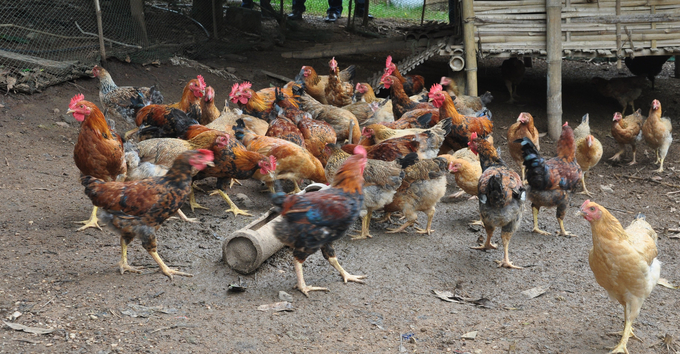 Mô hình chăn nuôi gà mía lai, quy mô 100 con của gia ông Sùng A Pao đang phát huy hiệu quả. Ảnh: Quốc Toản.