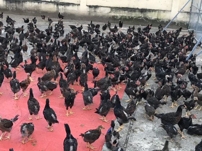 Mô hình chăn nuôi gà lai chọi ở thị trấn Mường Lát. Ảnh: Quốc Toản.
