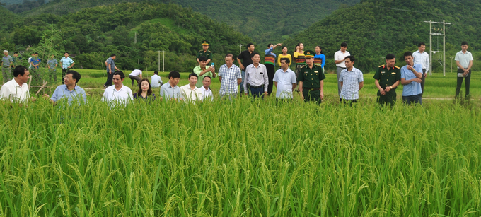 Các đại biểu tham quan mô hình trồng lúa nếp Cay Nọi tại huyện Mường Lát. Ảnh: Quốc Toản.