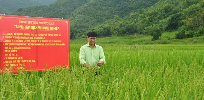 Đại diện Tập đoàn ThaiBinh Seed tham quan mô hình lúa nếp Cay Nọi. Ảnh: Quốc Toản.