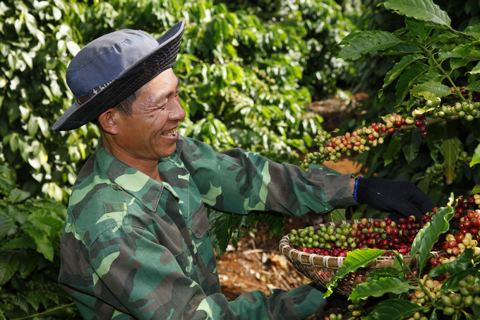 NESCAFÉ Plan đã giúp nông dân trồng cà phê ở Tây Nguyên tăng thu nhập từ 30-100% nhờ các mô hình xen canh hiệu quả.