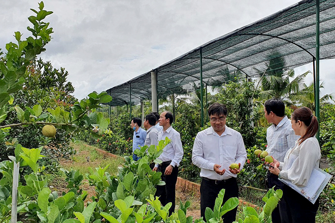 Guests paying a visit to CHAVI’s lime garden. Photo: Tran Trung.