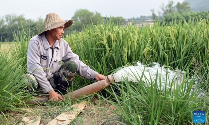 A farmer pumps water into a field for irrigation in Xingang Town, Fanchang District of Wuhu City, east China's Anhui Province, Aug. 23, 2022. High temperatures and the lack of rain in the Yangtze River basin has led to drought in some parts of Fanchang District. Locals channelled water from the Yangtze River into the farmland in various ways to minimize the impact of the drought on agricultural production. Photo: Xinhua