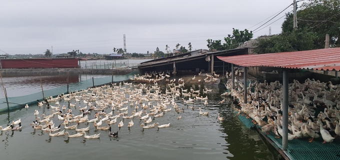 Nhiều hộ dân đã bỏ nuôi lợn, chuyển sang đối tượng vật nuôi khác sau khi dịch tả lợn Châu Phi được khống chế. Ảnh: Đinh Mười.