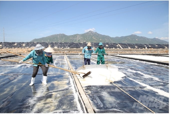 The mechanization and application of technology in the salt fields of BIM Group have improved the salt mining industry in Ninh Thuan.