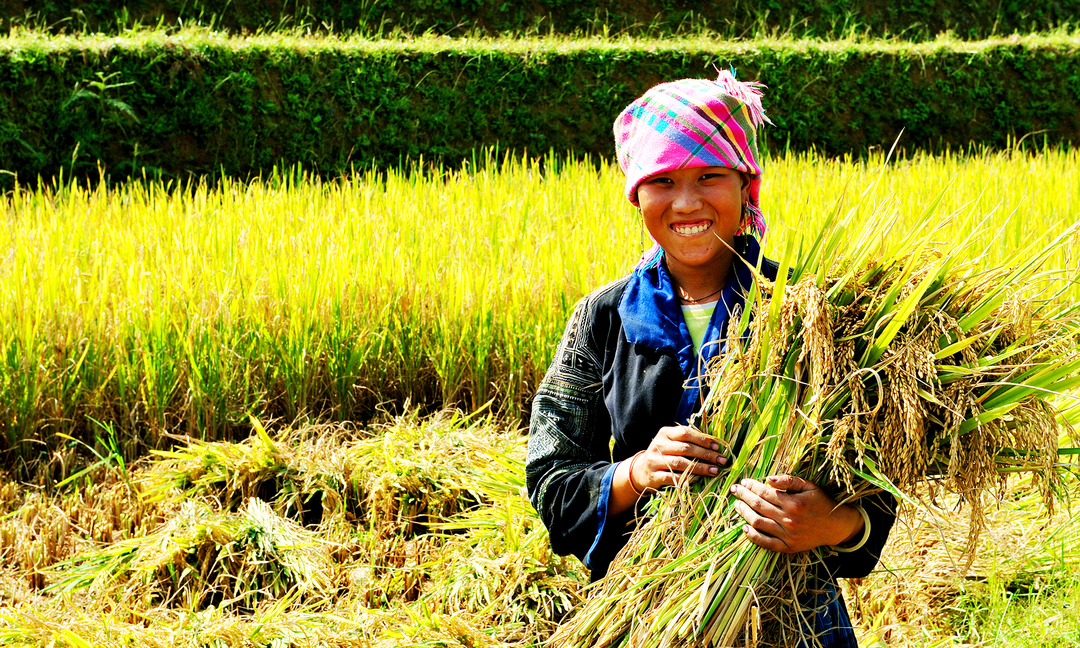 Người dân thu hoạch gạo séng cù tại tỉnh Điện Biên.