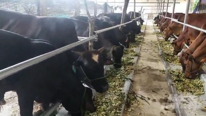 100 con bò sinh sản và bò thịt sẽ được nuôi theo hình thức liên kết giữa HTX với các hộ nông dân thuộc diện nghèo và cận nghèo. Ảnh: Toán Nguyễn.