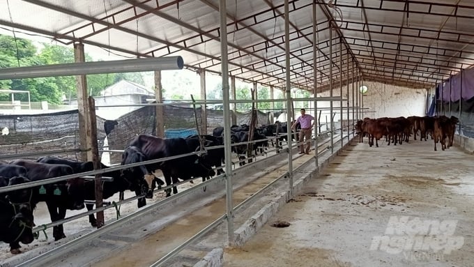 Chuồng nuôi nhốt bò được xây dựng theo tiêu chuẩn, đảm bảo môi trường. Ảnh: Toán Nguyễn.