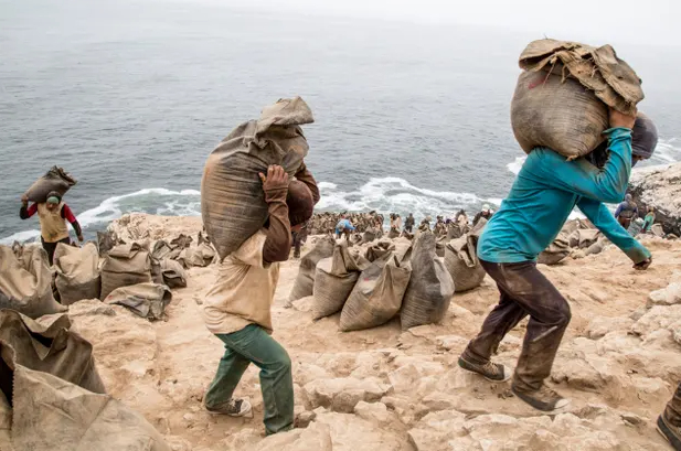 Nhân công Peru khai thác những bao phân chim trên đảo đưa về đất liền phục vụ trồng trọt. Ảnh: Manuel Medir/Getty Images