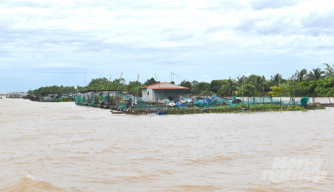 Giá cá tăng nhưng không theo kịp giá thức ăn nên người nuôi không có lãi. Ảnh: Minh Đảm.