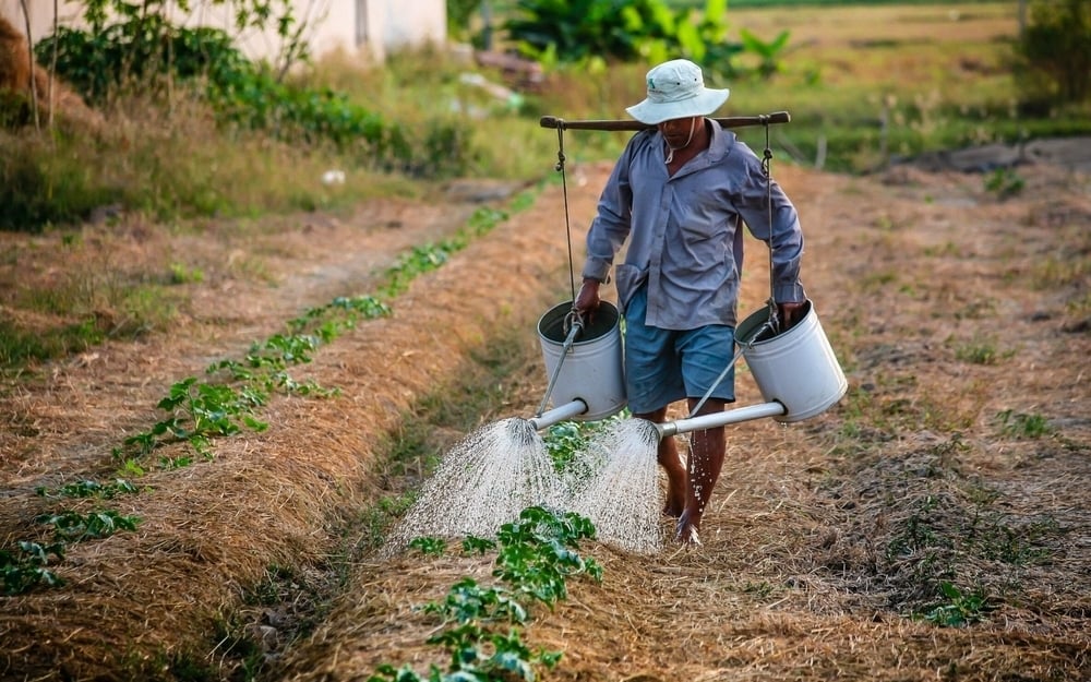 Lao động ngành nông nghiệp có thu nhập trung bình khoảng 3,9 triệu đồng/tháng trong Quý III/2022.