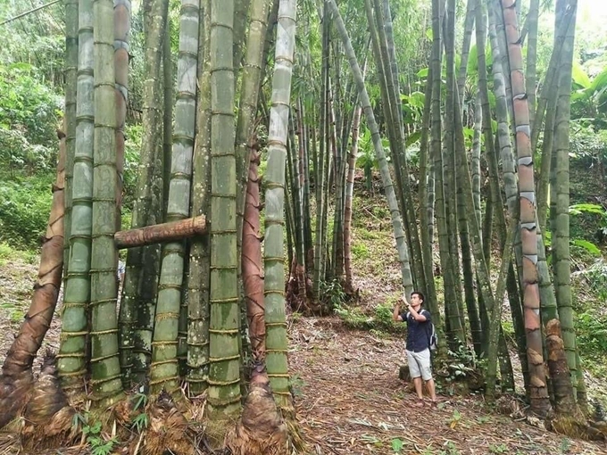 Bamboo brings many times higher value than acacia trees