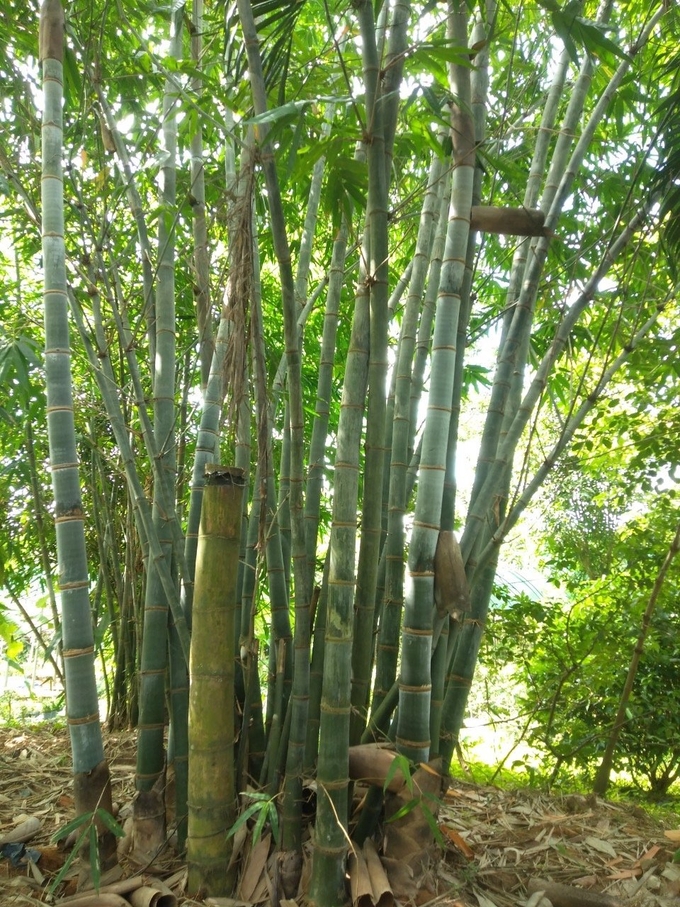 Hitung bamboo grown in Cu Chi (Ho Chi Minh City) shows good adaptation to climate and soil conditions in Vietnam.