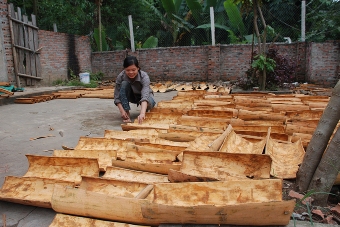 Hàng năm, thu nhập từ quế của người dân Văn Yên vào khoảng 720 tỷ đồng. Ảnh: Nguyễn Tuấn Anh.